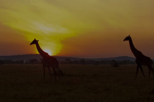 best time to visiti serengeti